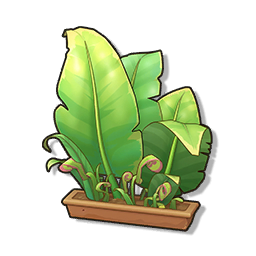 喵尾蕨草盆栽